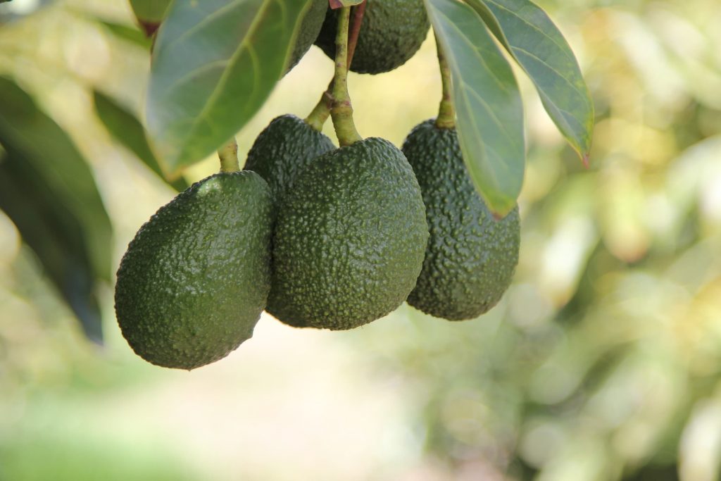 Hanging Avocados