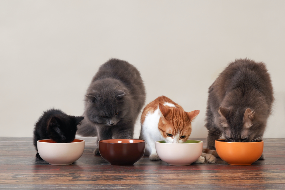 Common Human Foods That Are Surprisingly Bad For Your Cat - Stater Bros.  Markets