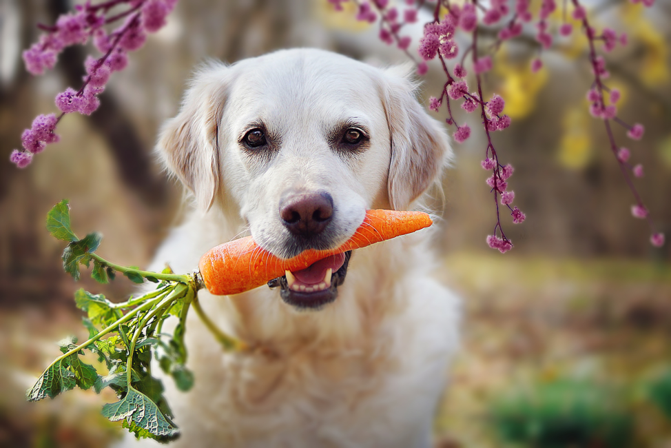 Dog food cheap stater bros