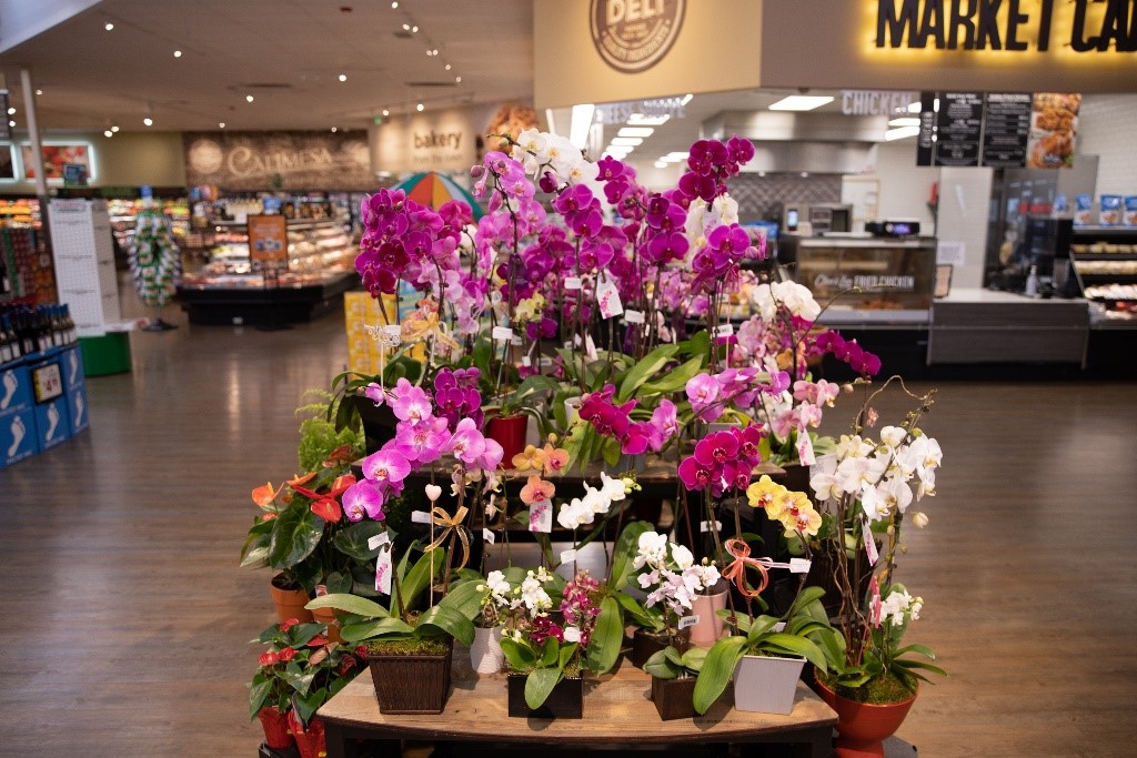Orchids