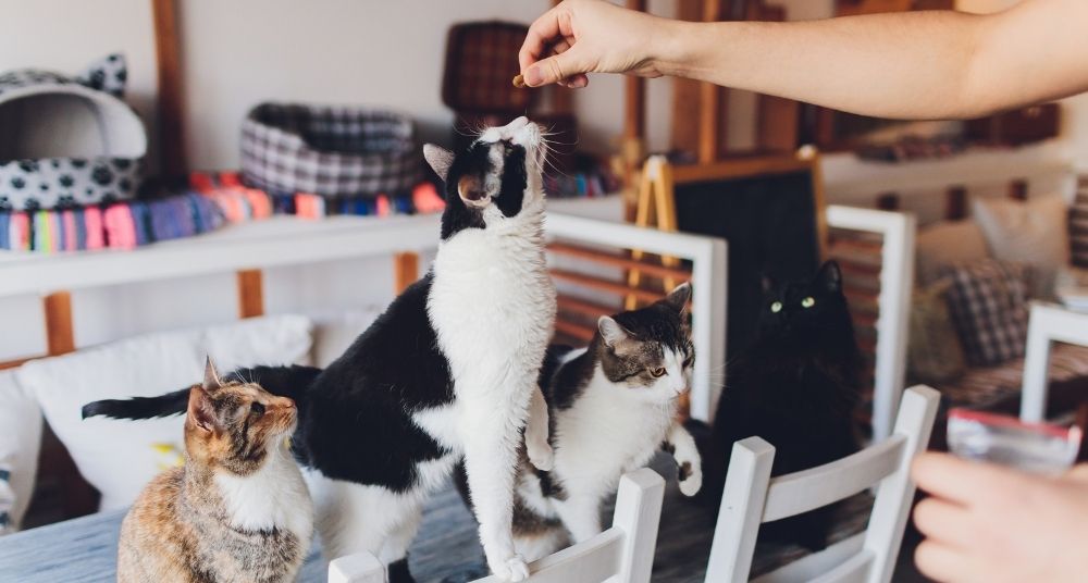 A group of cats waiting for a treat. 