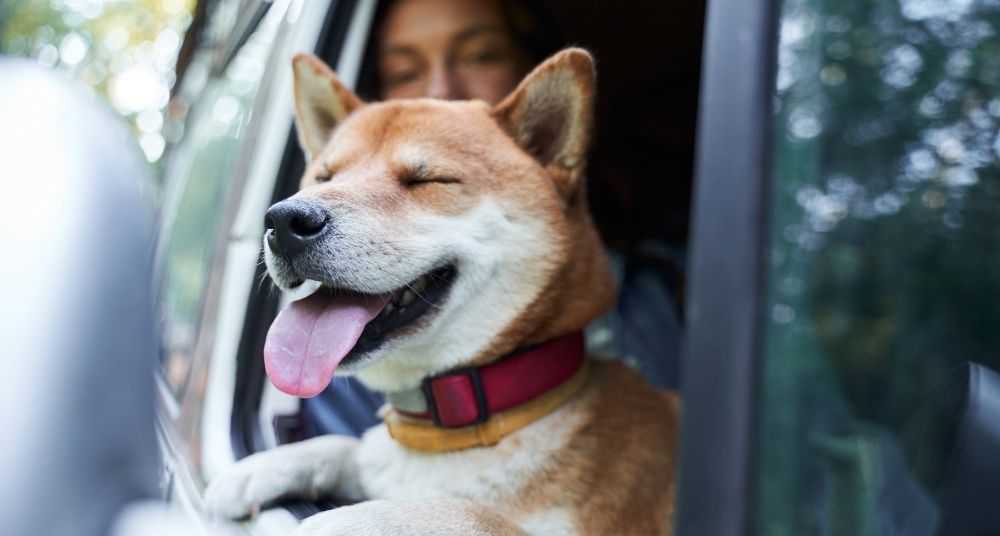 Person riding in the passenger seat of their car.