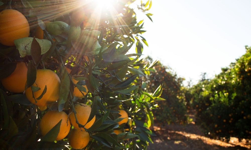 Oranges growing in an orchard in the California sun.