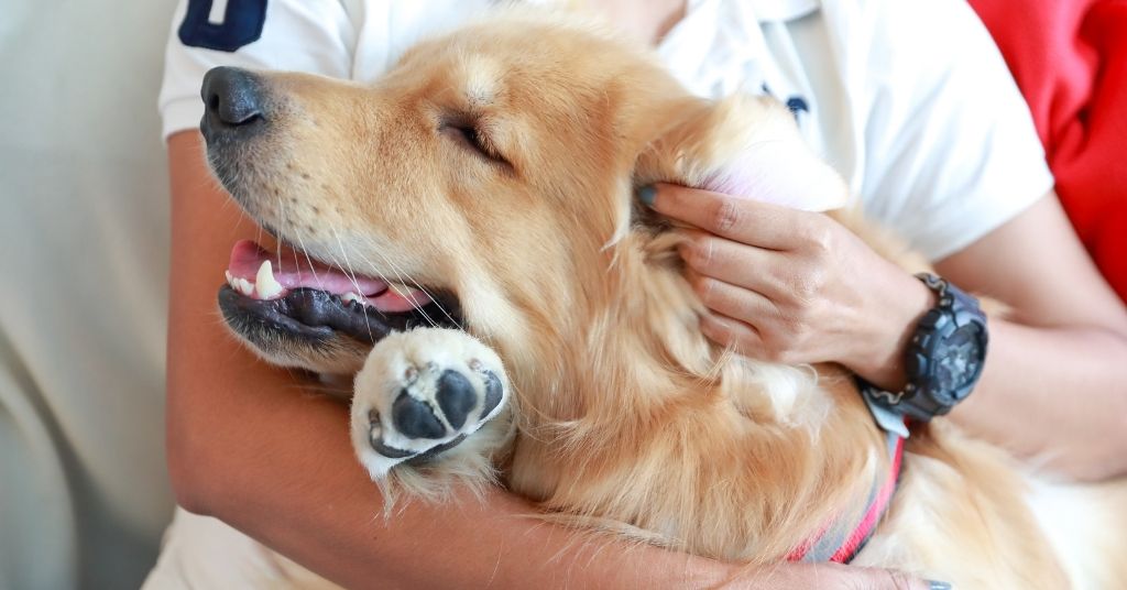 Person petting their golden retriever.
