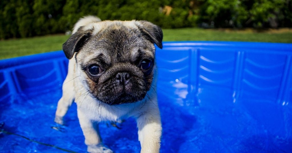 Pug Staying Cool Under the Sun by Swimming in a Pool