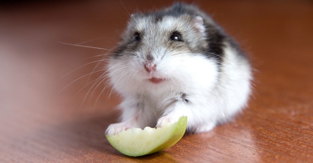 Hamster Enjoying a Frozen Apple To Keep Cool When It's Hot