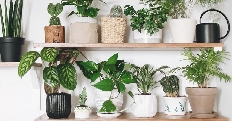 Read more about the article 5 Benefits of Having Plants in Your Home
