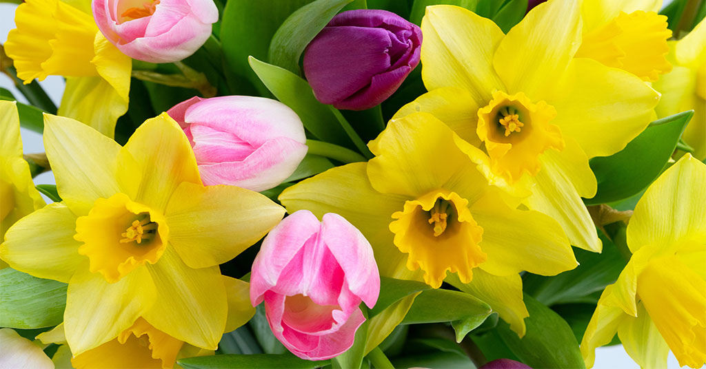 A spring season flower bouquet assembled with greenery, daffodils, and tulips.