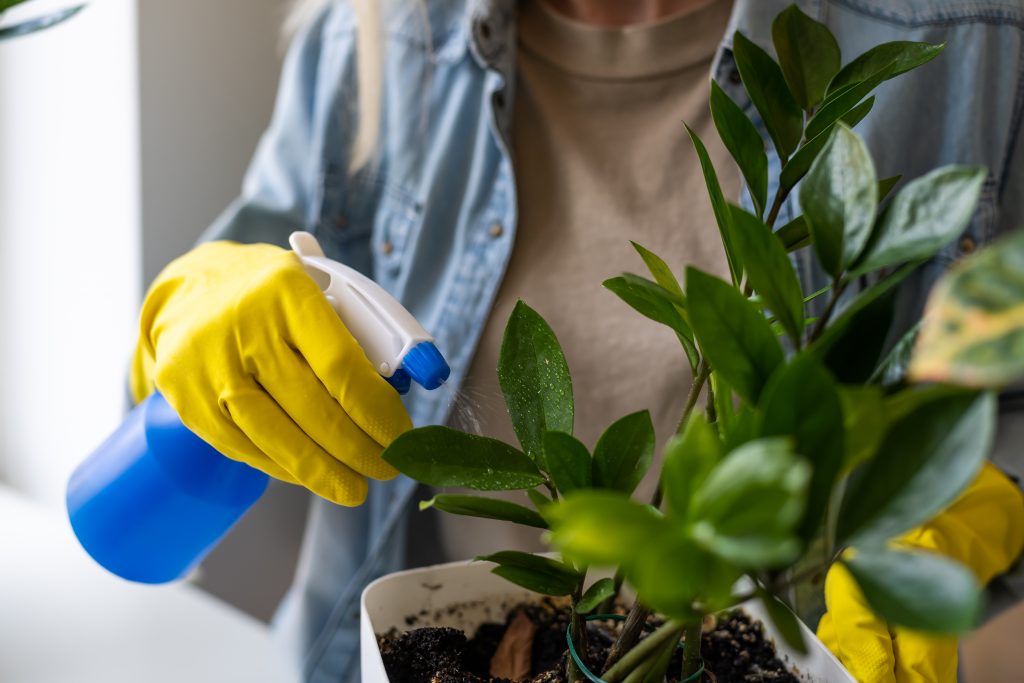 person cleaning plants