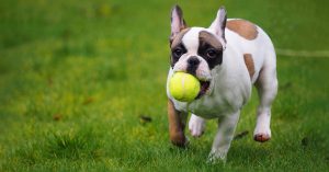 French bulldog puppy with a tennis ball.
