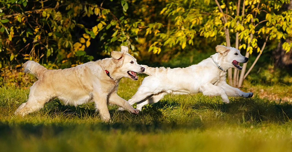 Adult and young golden retrievers having fun running with each other in the autumn park against the background of yellow trees. An active lifestyle to maintain the health of dogs.